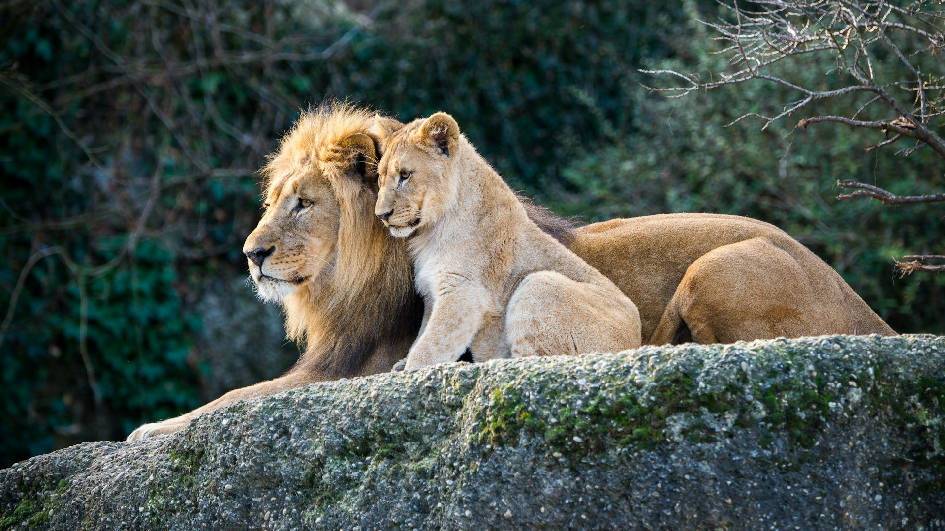 August 10 Holidays Include World Lion Day and Bloggers