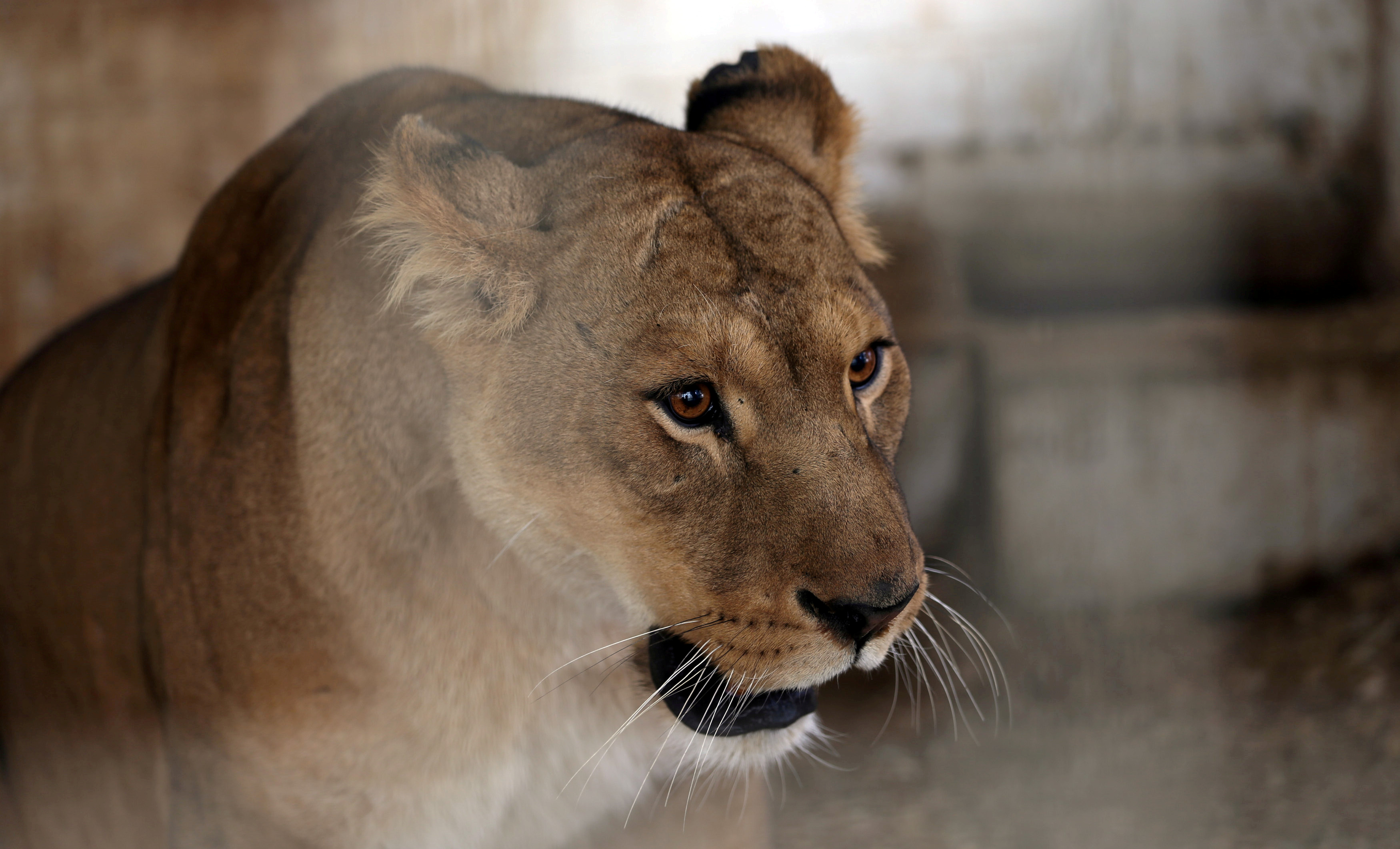 Three Lionesses Die of Heatstroke at Tama Zoo in Tokyo