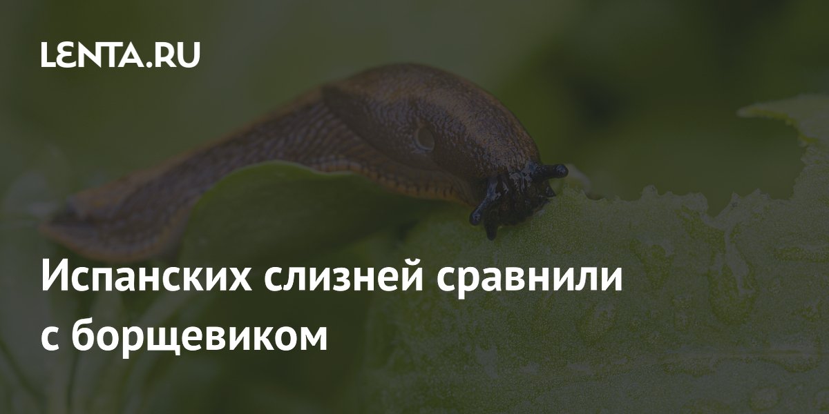 Испанских слизней сравнили с борщевиком