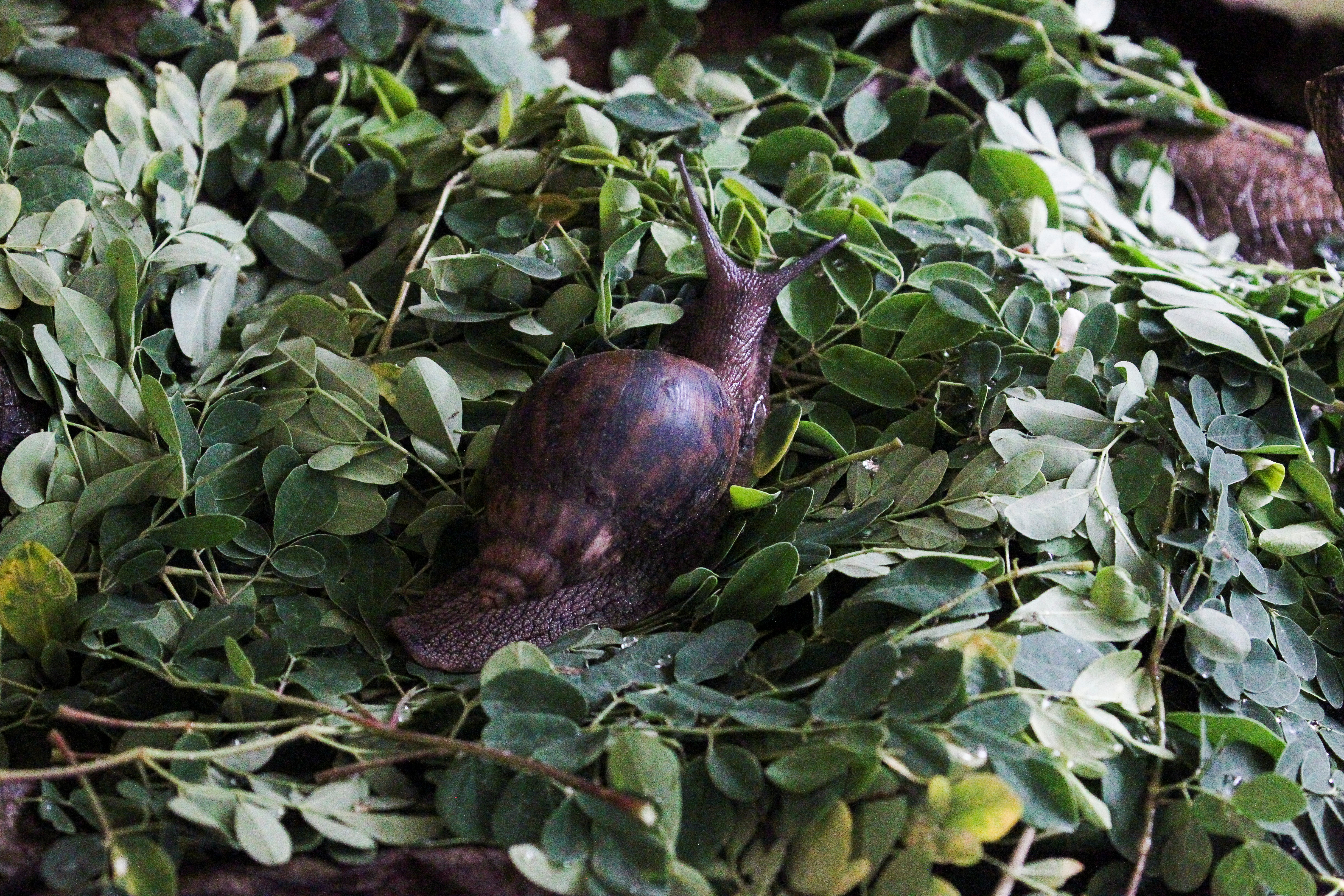 Biologist Warns Wet Weather Fuels Slug Infestations