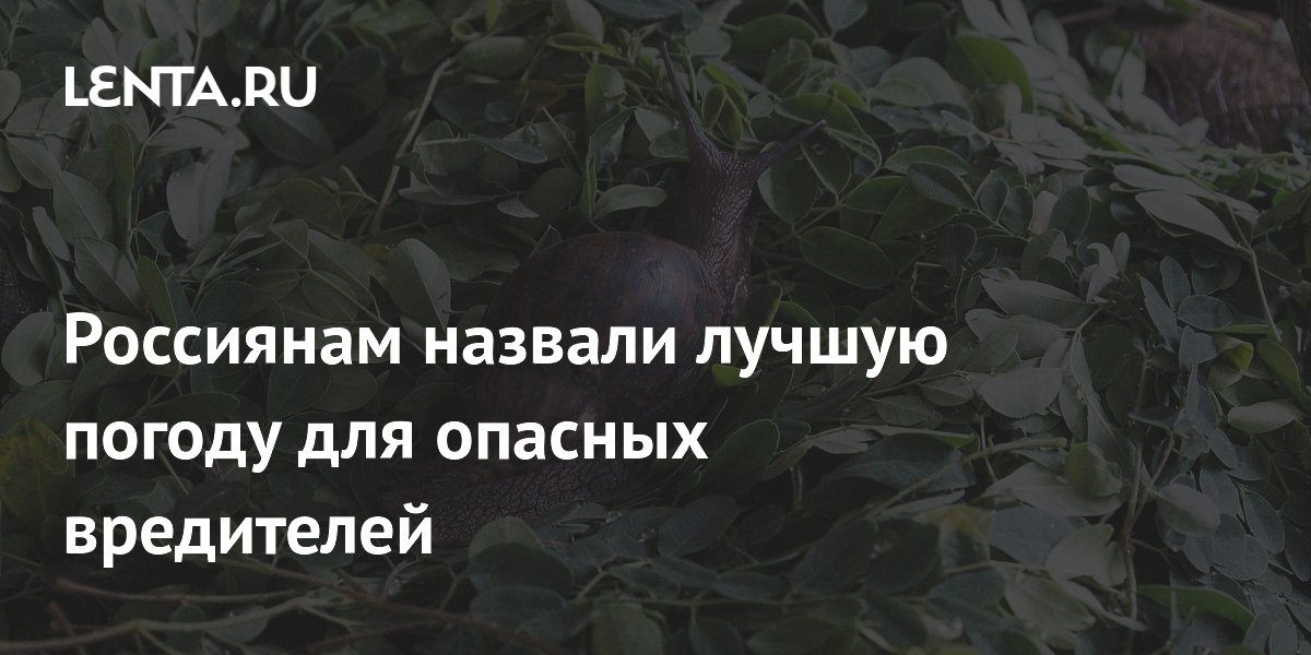 Россиянам назвали лучшую погоду для опасных вредителей