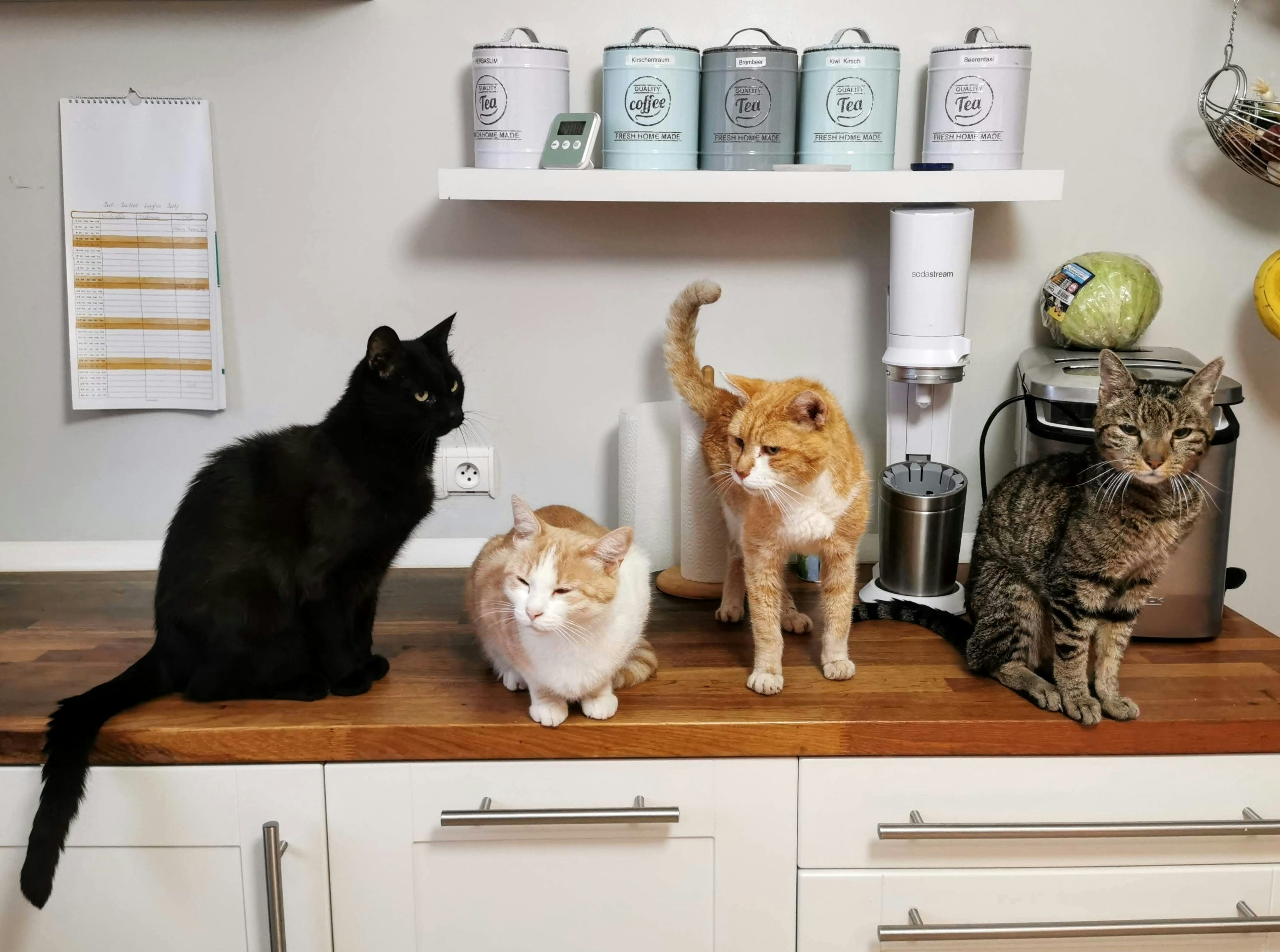 US Woman, 77, Arrested After Stealing About 100 Cats