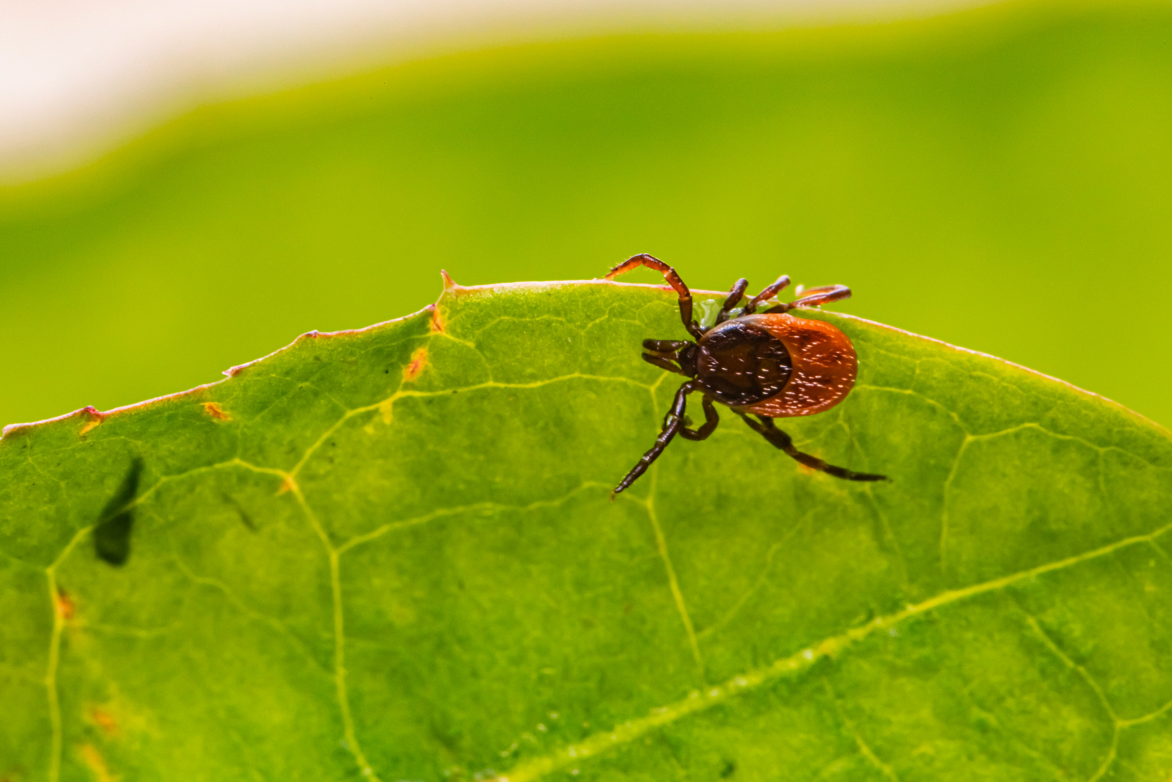 Rospotrebnadzor Warns of New Tick Activity Peak