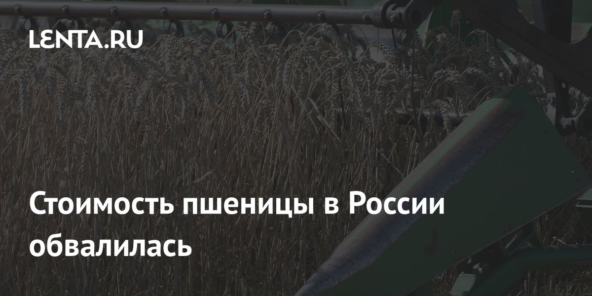 Стоимость пшеницы в России обвалилась