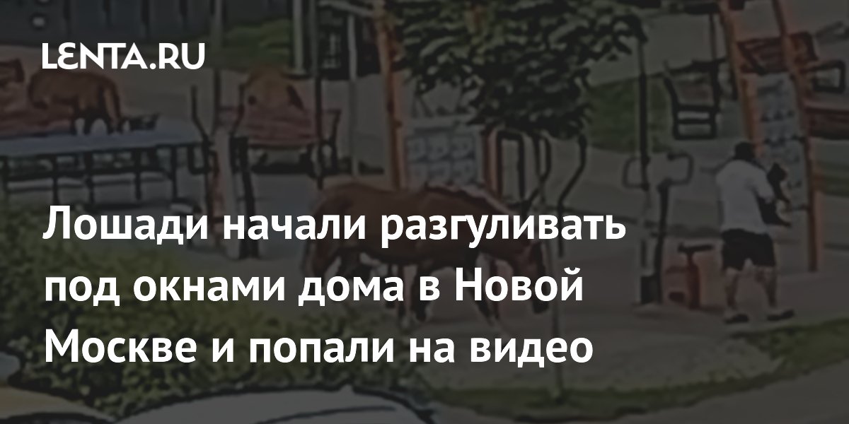 Лошади начали разгуливать под окнами дома в Новой Москве и попали на видео