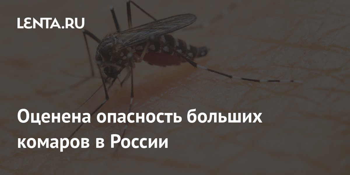 Оценена опасность больших комаров в России