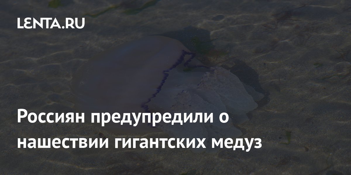 Россиян предупредили о нашествии гигантских медуз