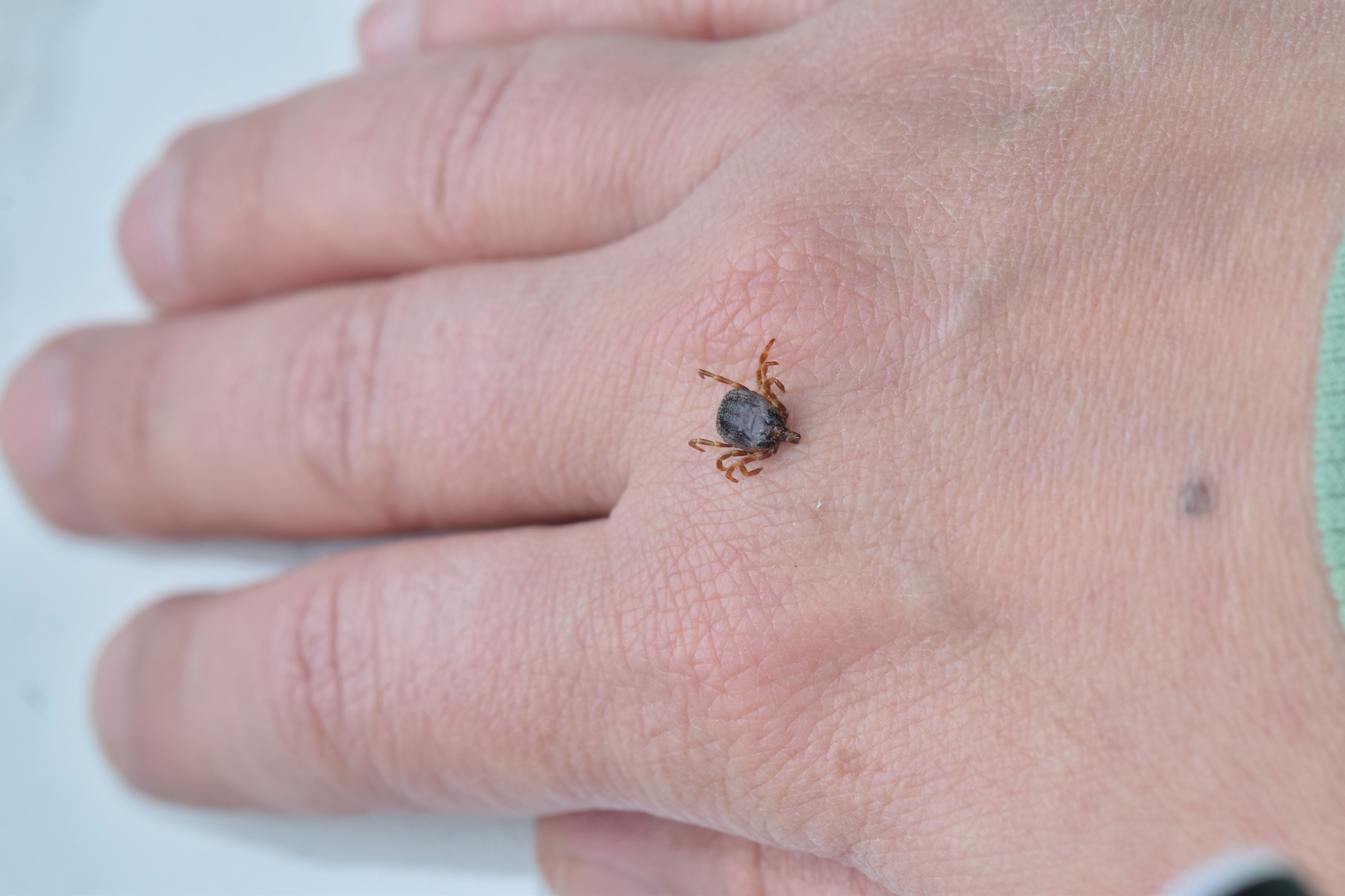WHO Urges Tick Bite Prevention After US Bourbon Virus Case