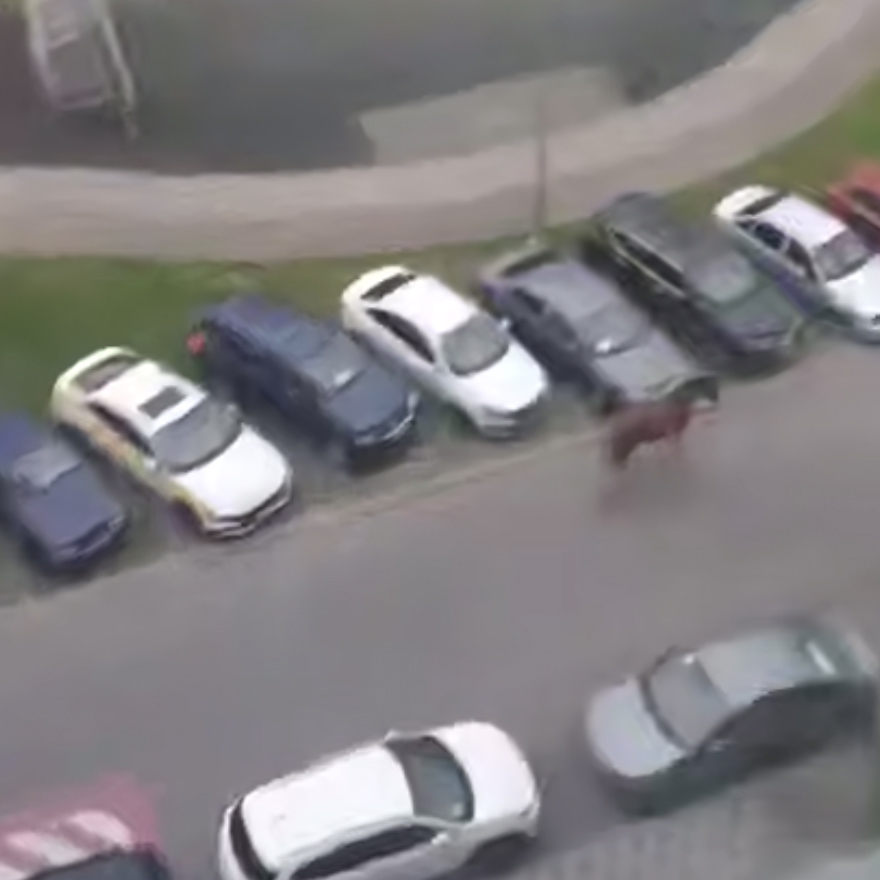 Trained horses escape and roam Novye Vatutinki in Moscow