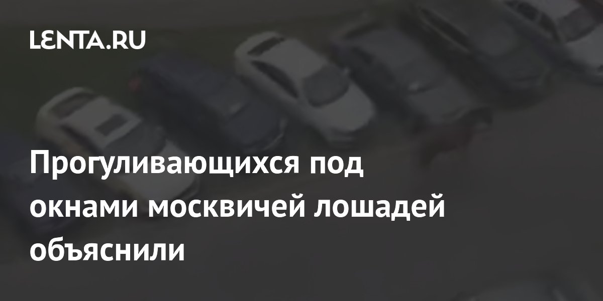 Прогуливающихся под окнами москвичей лошадей объяснили