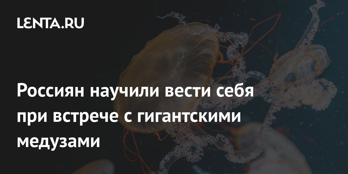 Россиян научили вести себя при встрече с гигантскими медузами