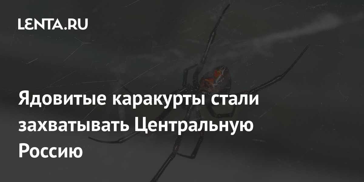 Ядовитые каракурты стали захватывать Центральную Россию
