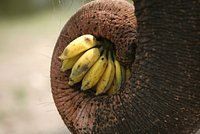 Некоторых людей предупредили о плохой переносимости бананов 