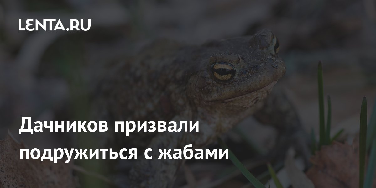 Дачников призвали подружиться с жабами