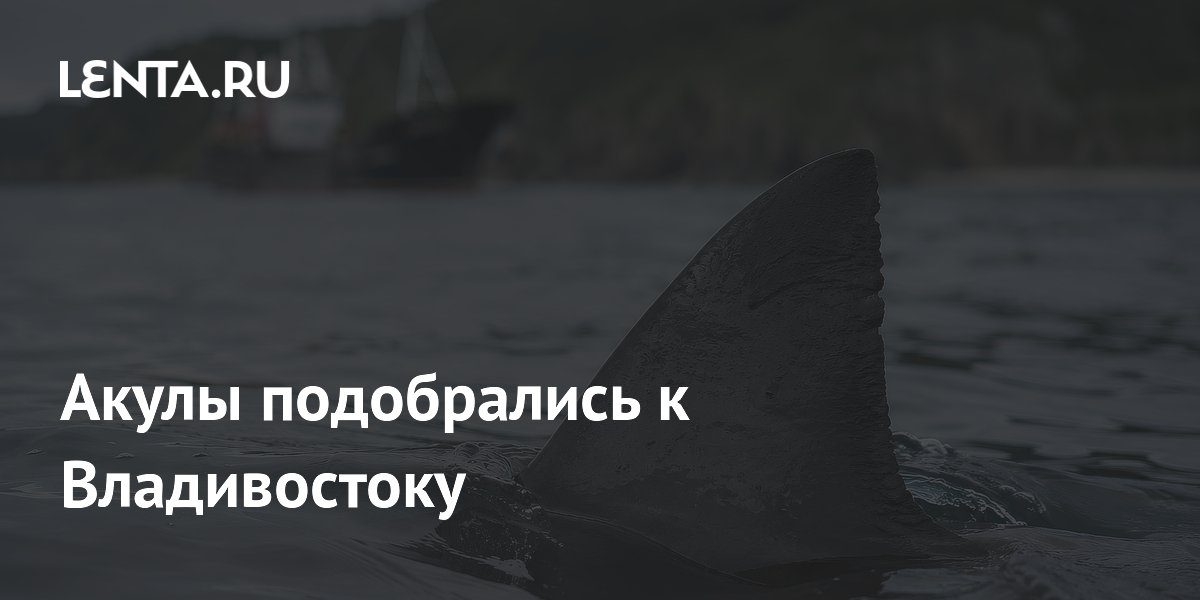Акулы подобрались к Владивостоку