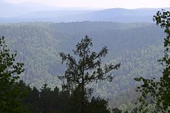 owl_detail_240_77115478a79838166cfbc87140596dea.jpg