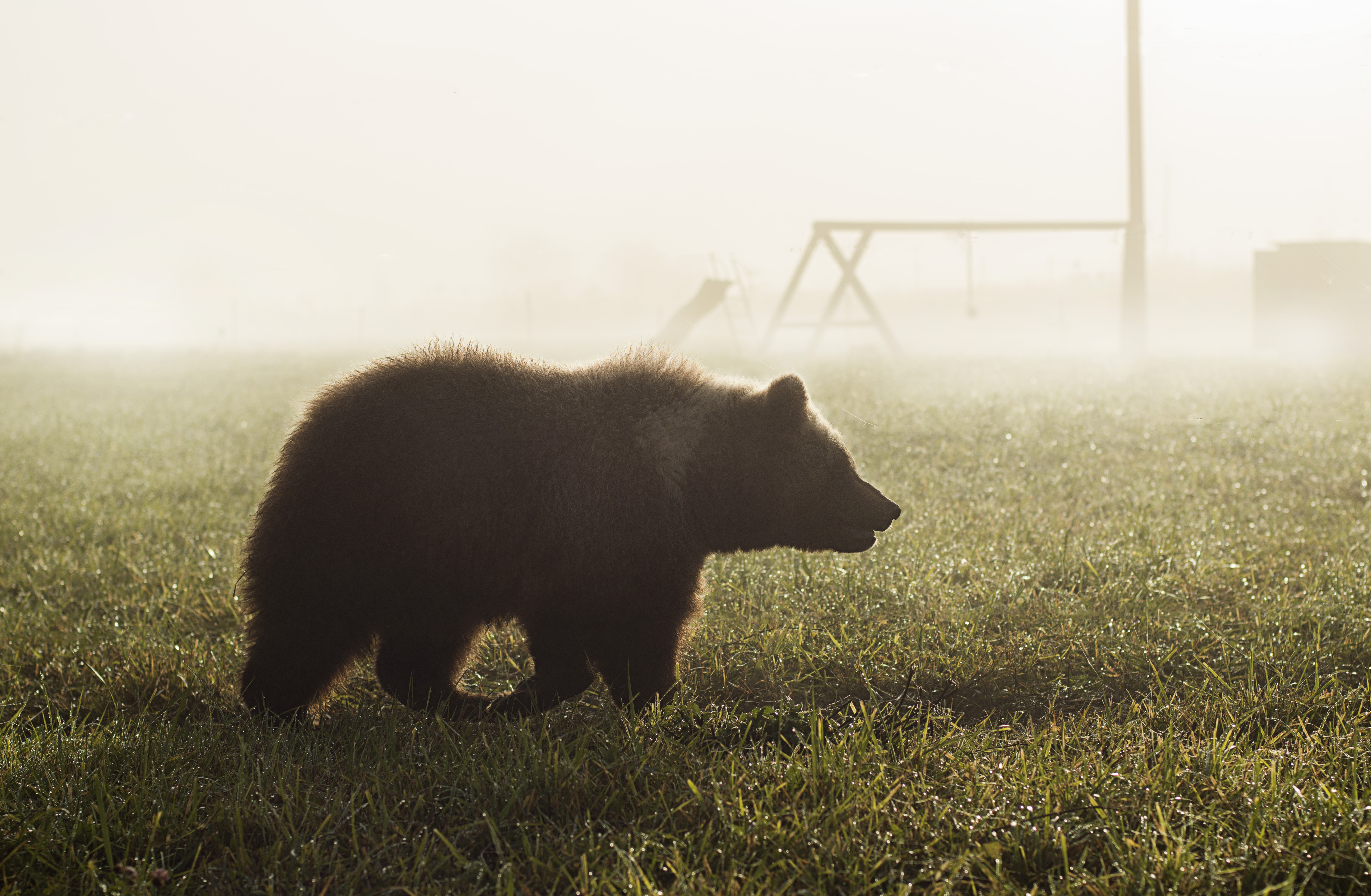 Two bears enter populated villages in Buryatia region