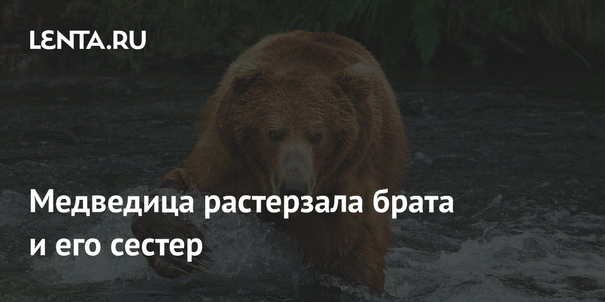 Медведица растерзала брата и его сестер