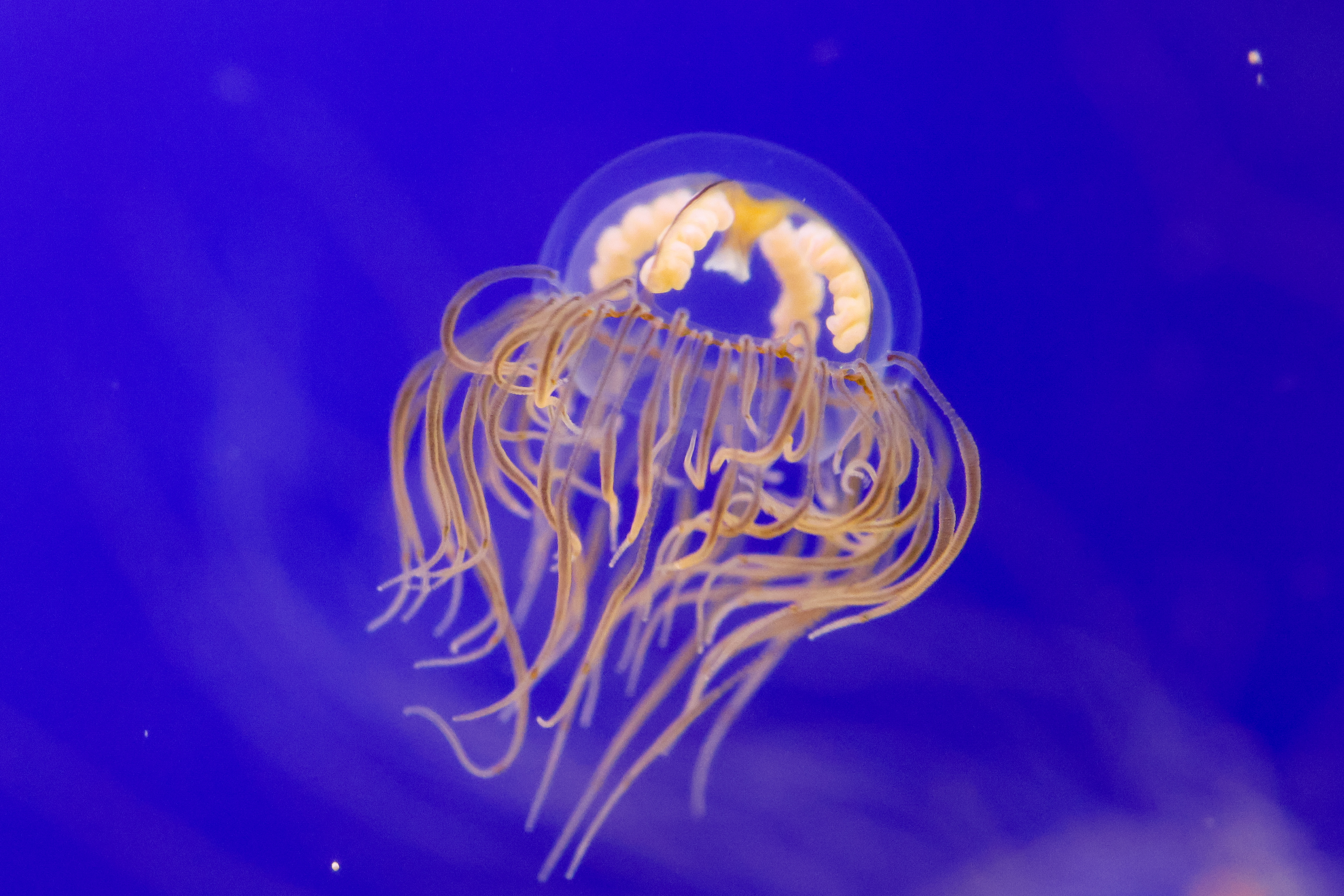 Warming sea water causes jellyfish influx in Primorye