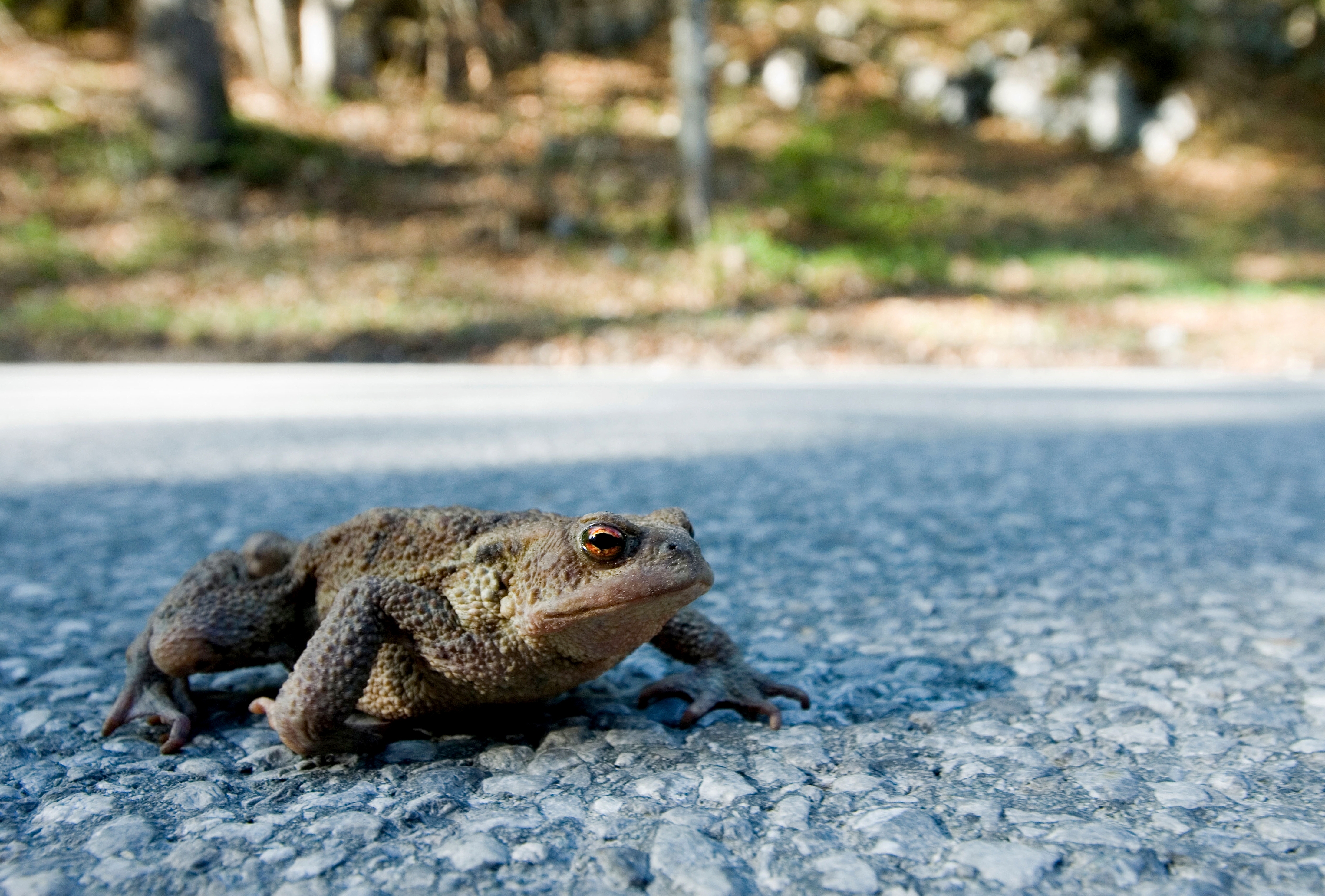 Bielefeld road closed four months to build toad tunnels
