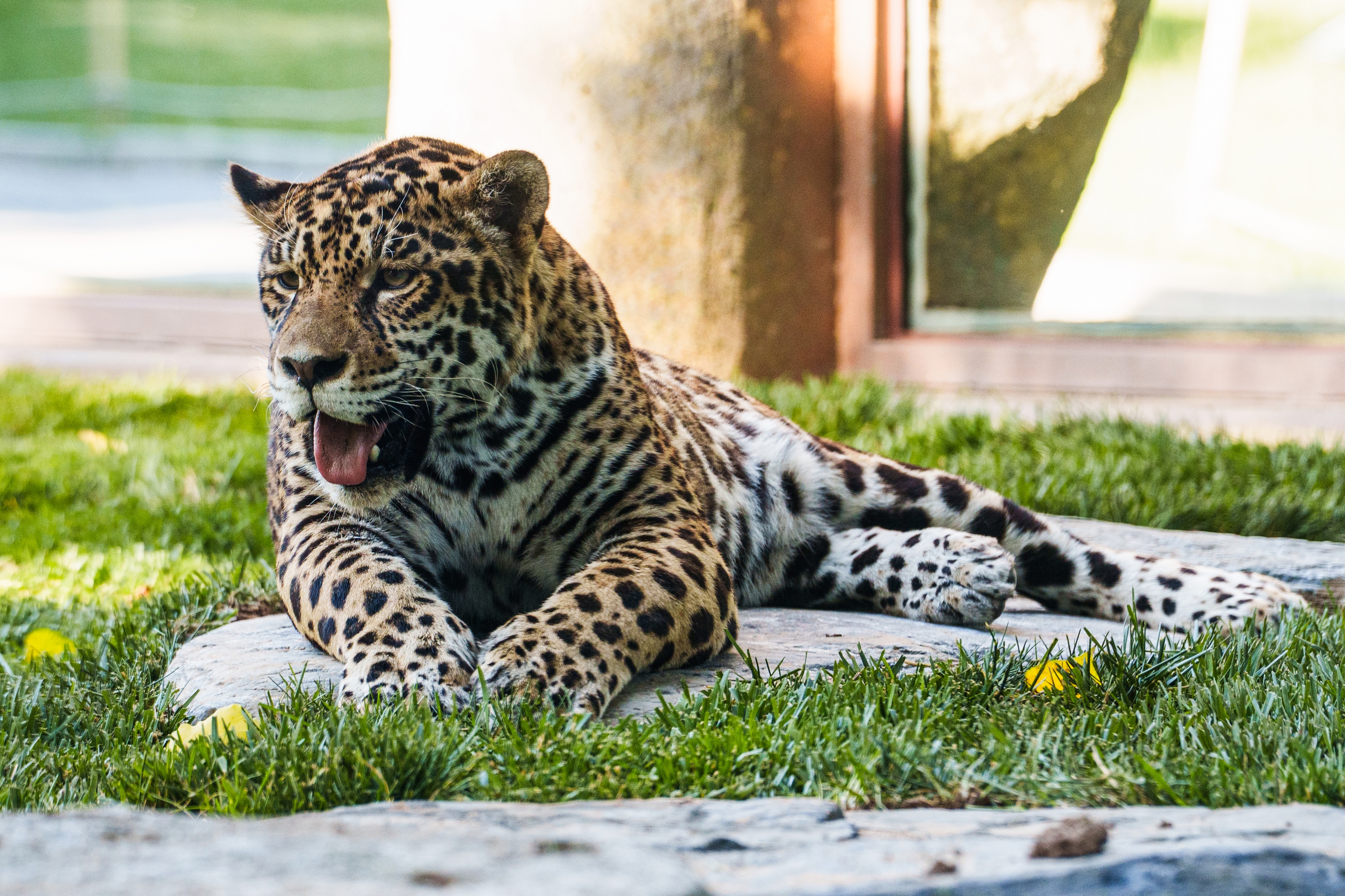 Pet Leopard Stops Ukrainian Enlistment Officers in Park