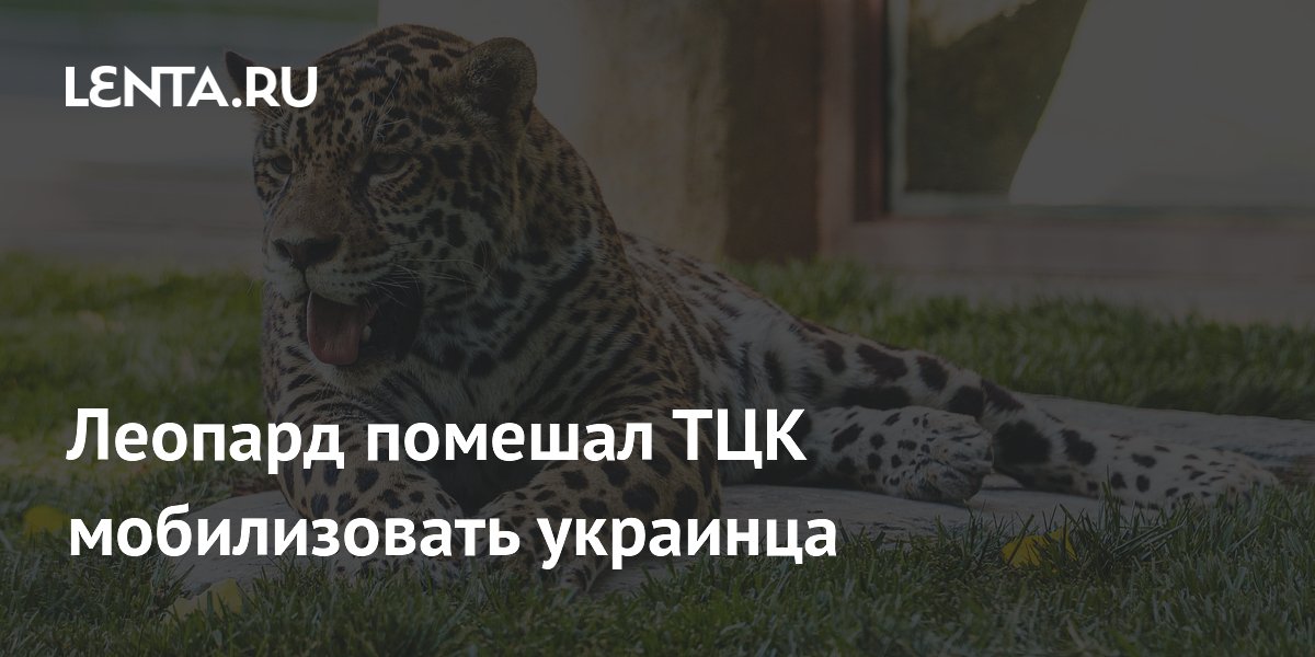 Леопард помешал ТЦК мобилизовать украинца