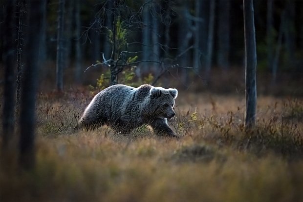 Вводная картинка