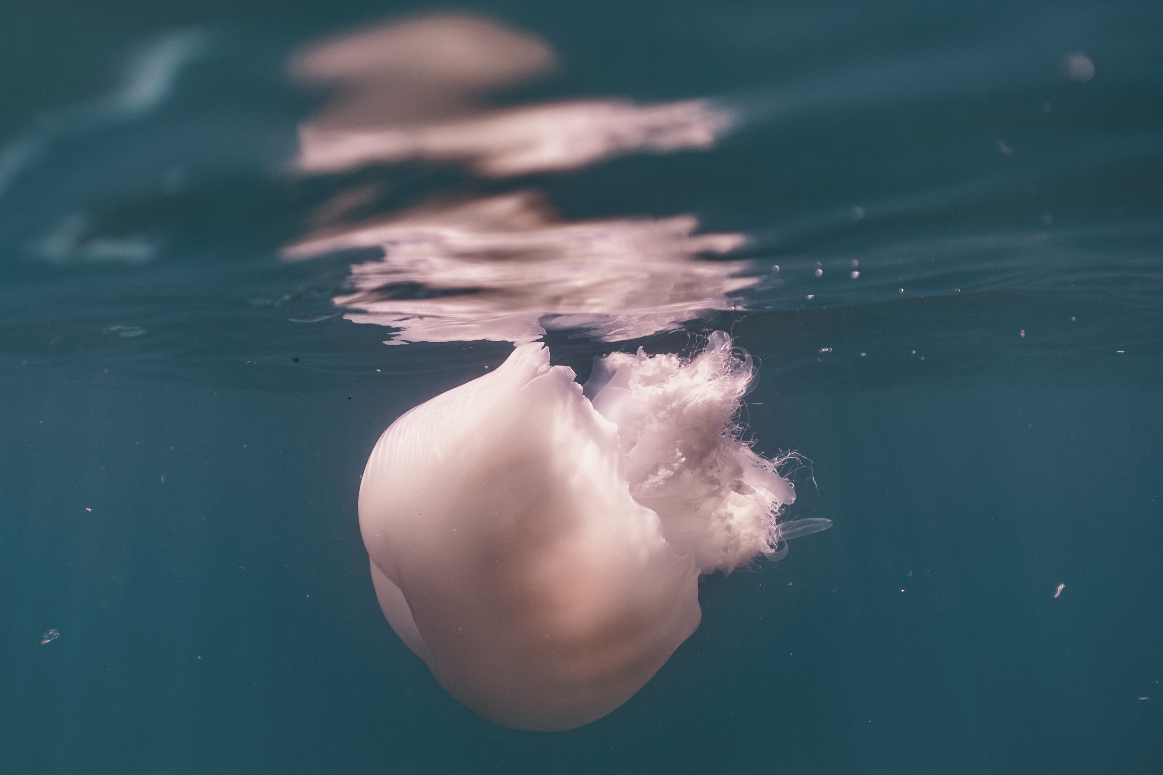 Gravelines nuclear power plant shut down by jellyfish