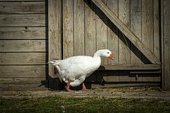 owl_detail_240_94a87425b962ac48cd707433886d0f41.jpg