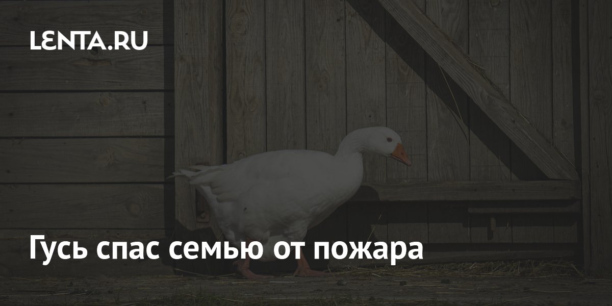 Гусь спас семью от пожара